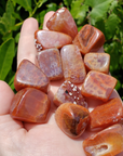Fire Agate Natural Tumbled Crystal - One Stone - Direct Sunlight