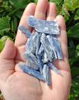 Blue Kyanite Natural Raw Rough Gemstones - By the Ounce - In Direct Sunlight