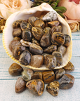 Ocean Jasper Natural Tumbled Stone - Rounded One Stone - In Shell