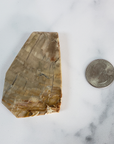 Unique Petrified Wood Stone Slab Fossil Slice Natural Gemstone - Honor - Size