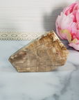 Unique Petrified Wood Stone Slab Fossil Slice Natural Gemstone - Honor