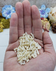 One ounce bamboo coral chips in hand