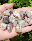 Grey Crazy Lace Agate Polished Tumbled Gemstone - Stone of Optimism - 0.5" -1.2" - Showing Natural Texture