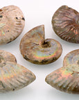 Iridescent Rainbow Ammonite Gemstone Fossil | Crystal Gemstone Shop.