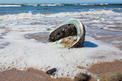 Abalone - Crystal Healing Properties, Meaning, Uses, Facts, and History