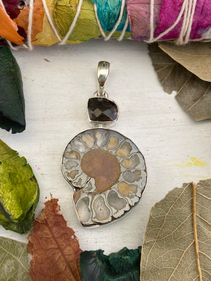 Ammonite Fossil