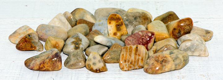 Agatized Coral