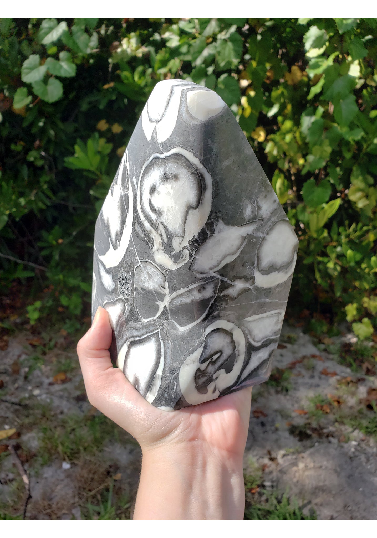 Clam Shell Jasper | Thousand Eyes Jasper