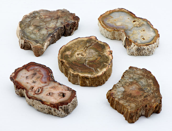 Petrified Wood