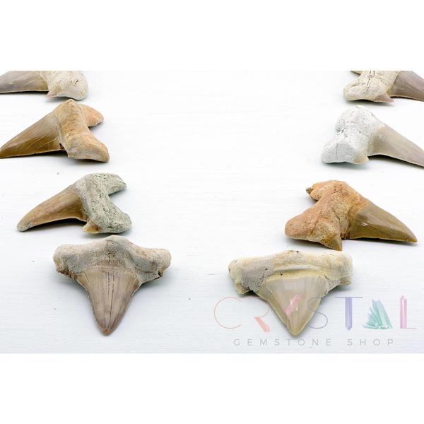 Prehistoric Shark Teeth – Crystal Gemstone Shop
