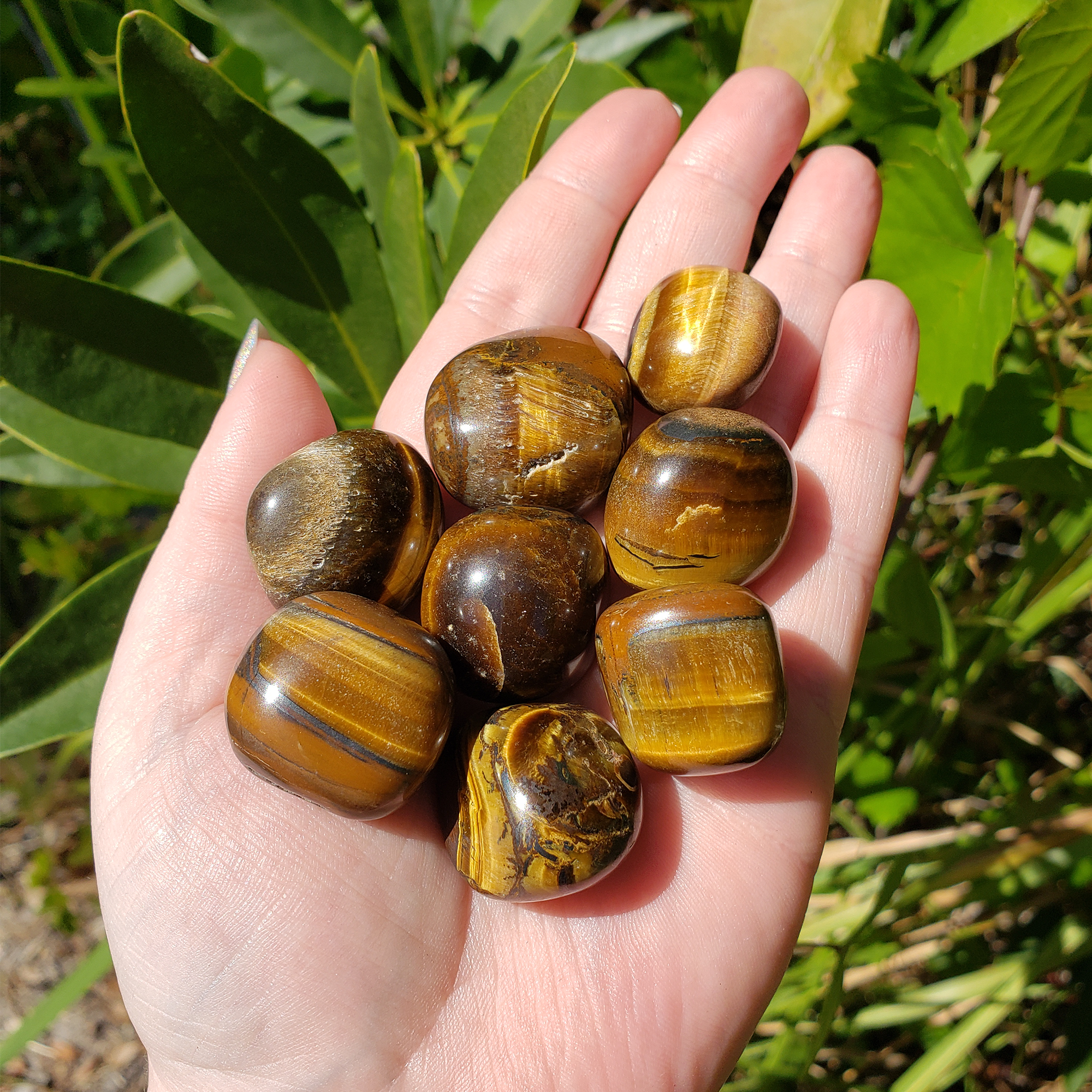 Tigers Eye Natural Tumbled Crystal - One Stone - Bright Sunlight