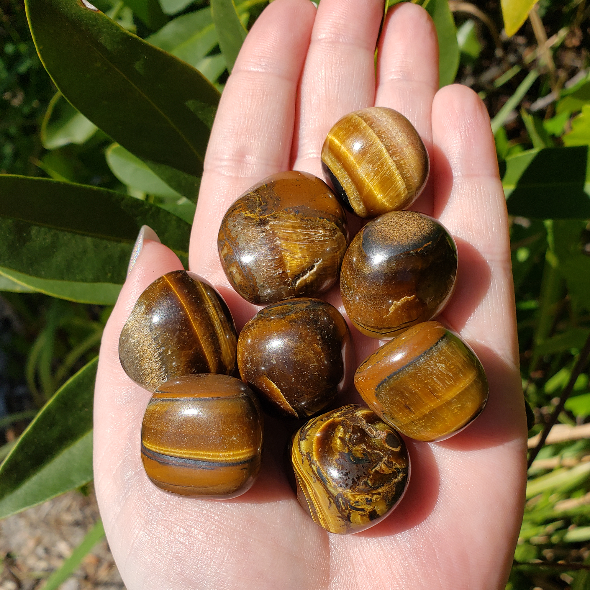 Tigers Eye Natural Tumbled Crystal - One Stone - Direct Sunlight