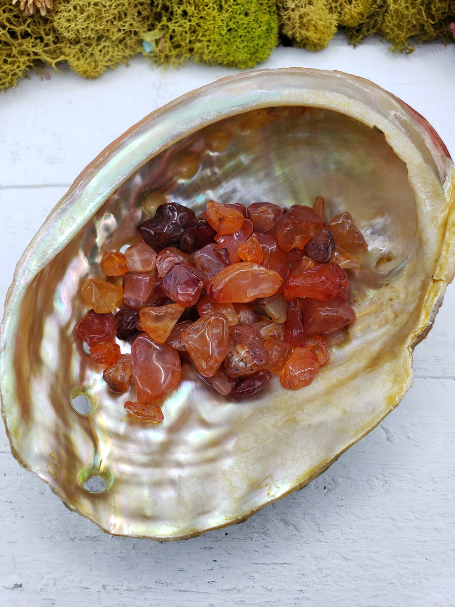 abalone shell with one ounce of carnelian crystal chips