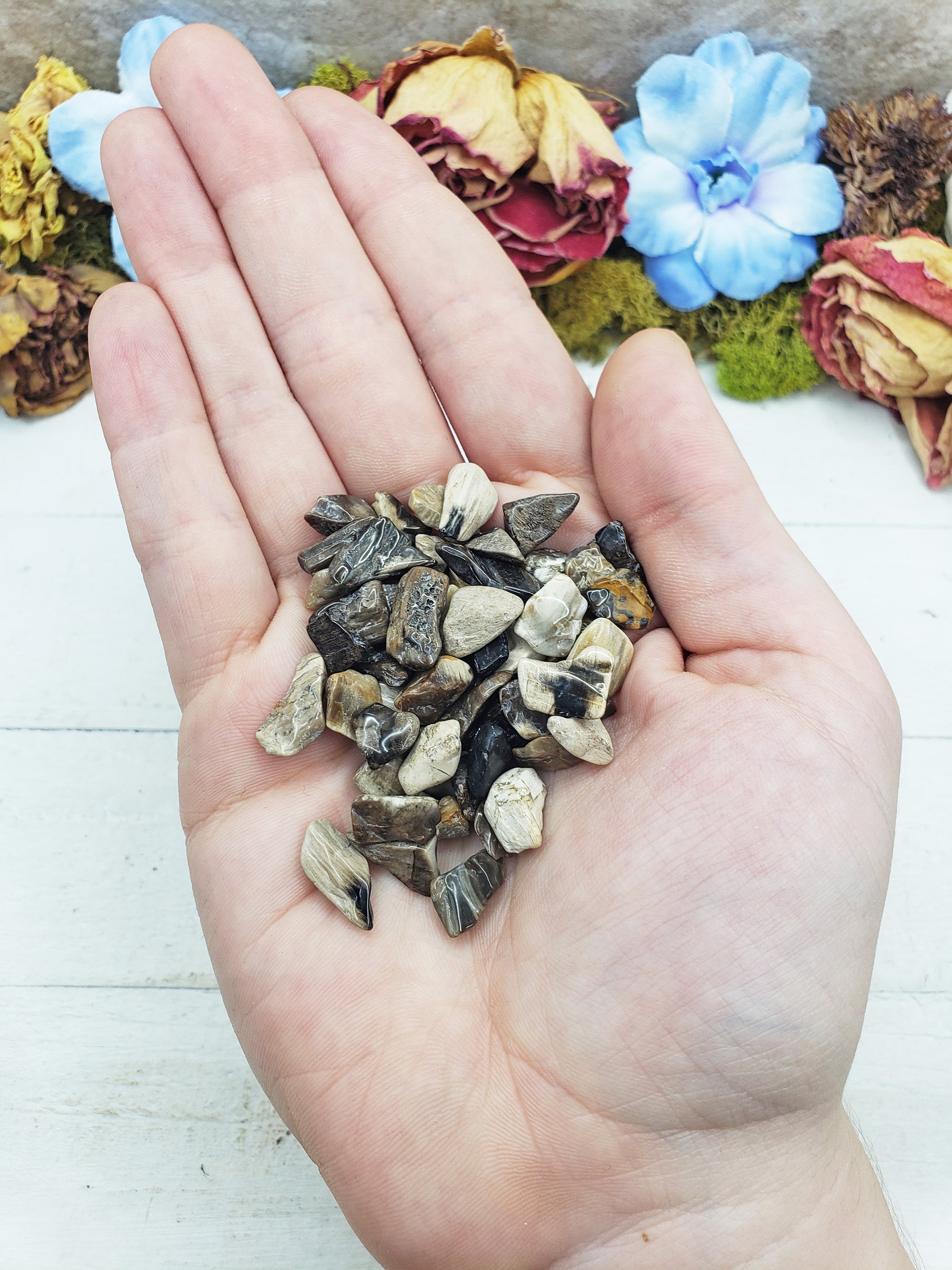 petrified wood chips in hand