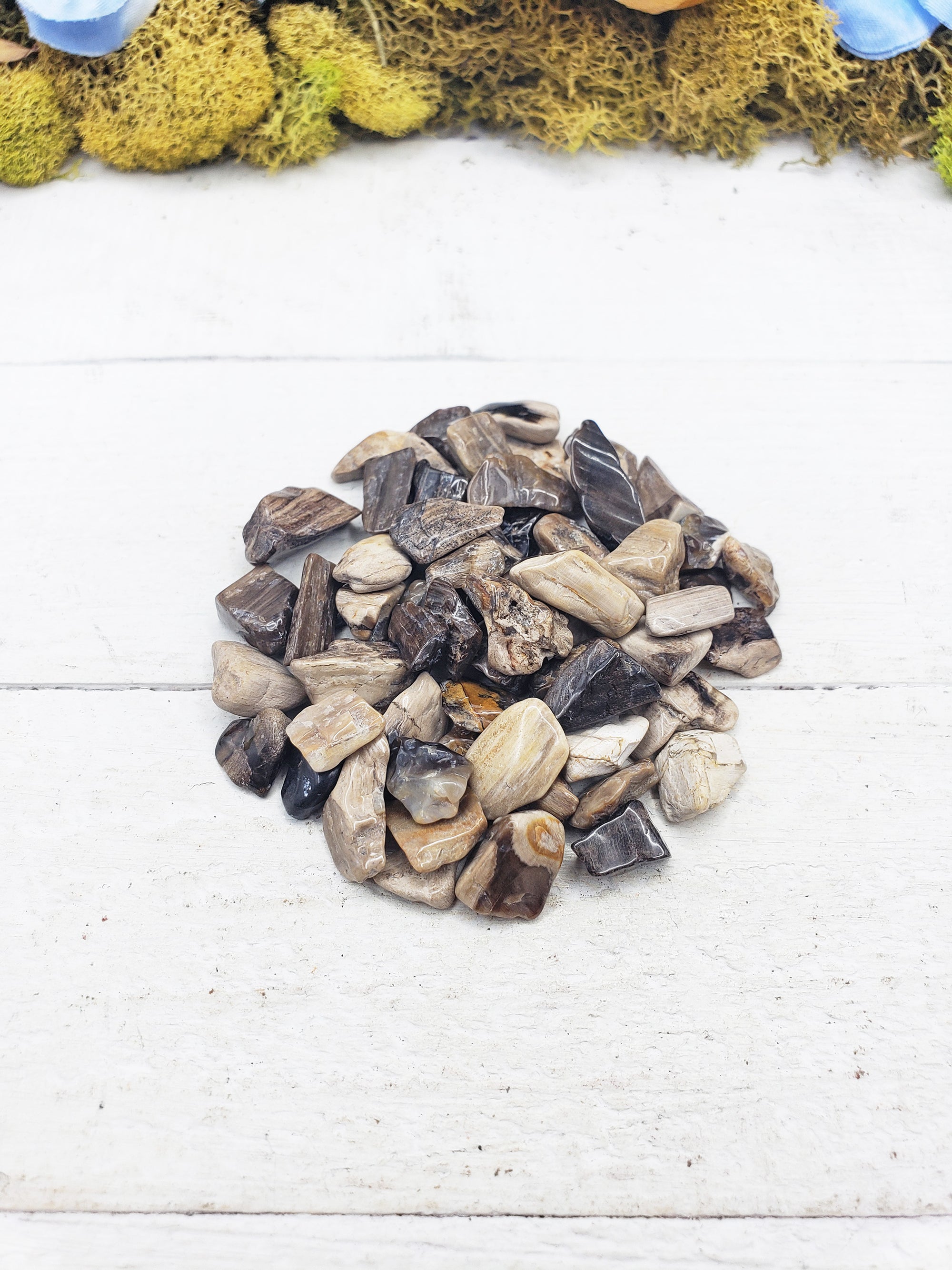 petrified wood chips on display