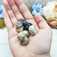 Palm Root Fossil stones in hand