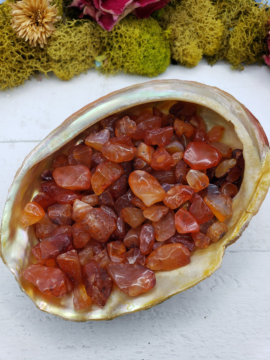 abalone shell with three ounces of carnelian crystal chips