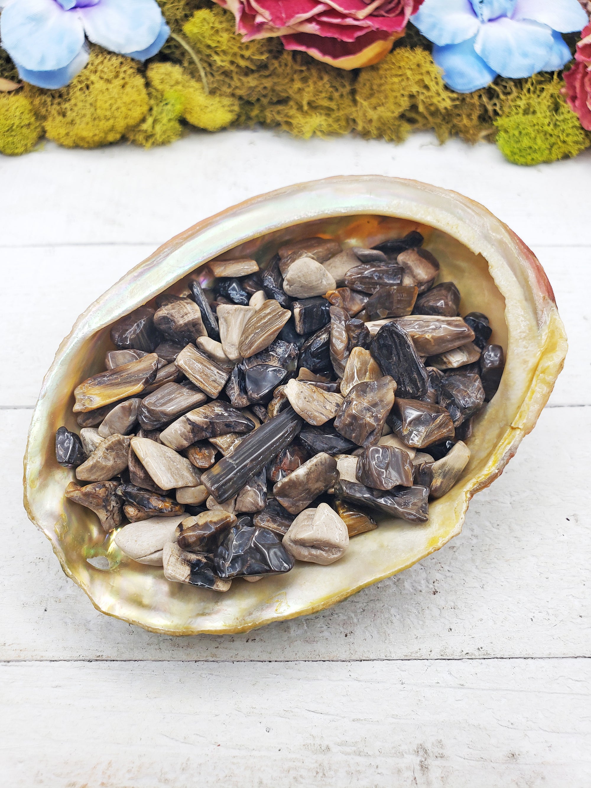 petrified wood chips in shell