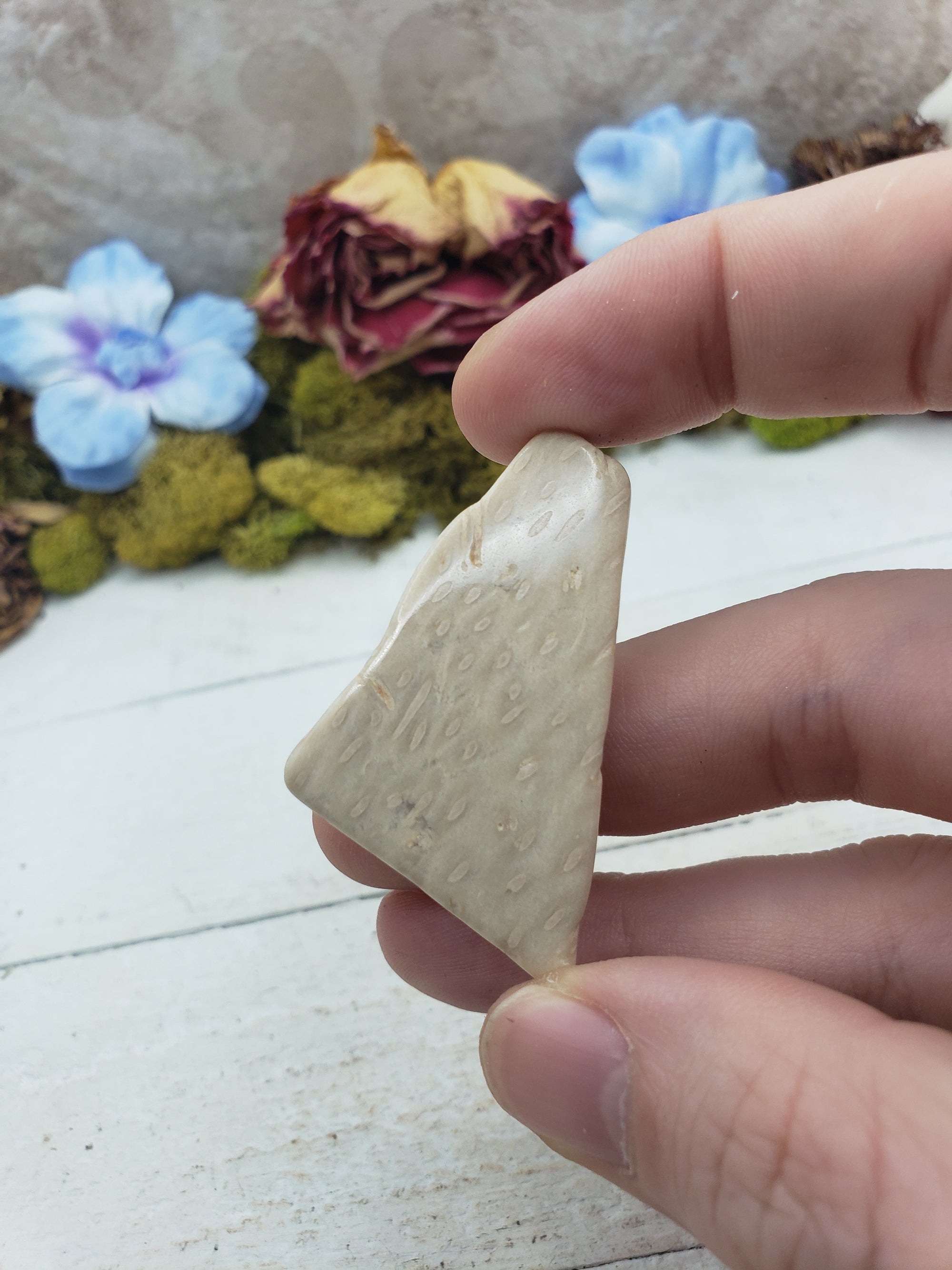 Unique Palm Wood Fossil Natural Crystal Slab - ABBIE4