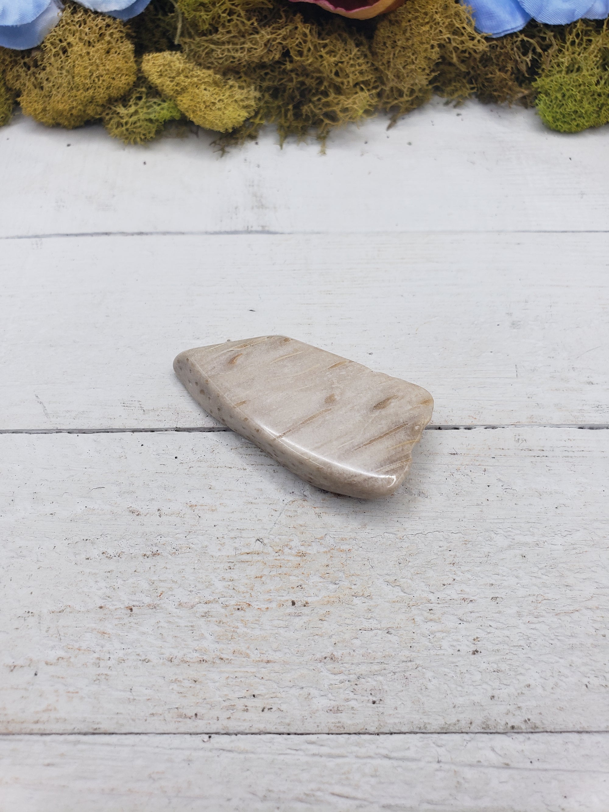 Unique Palm Wood Fossil Natural Crystal Slab - ARNOLD9