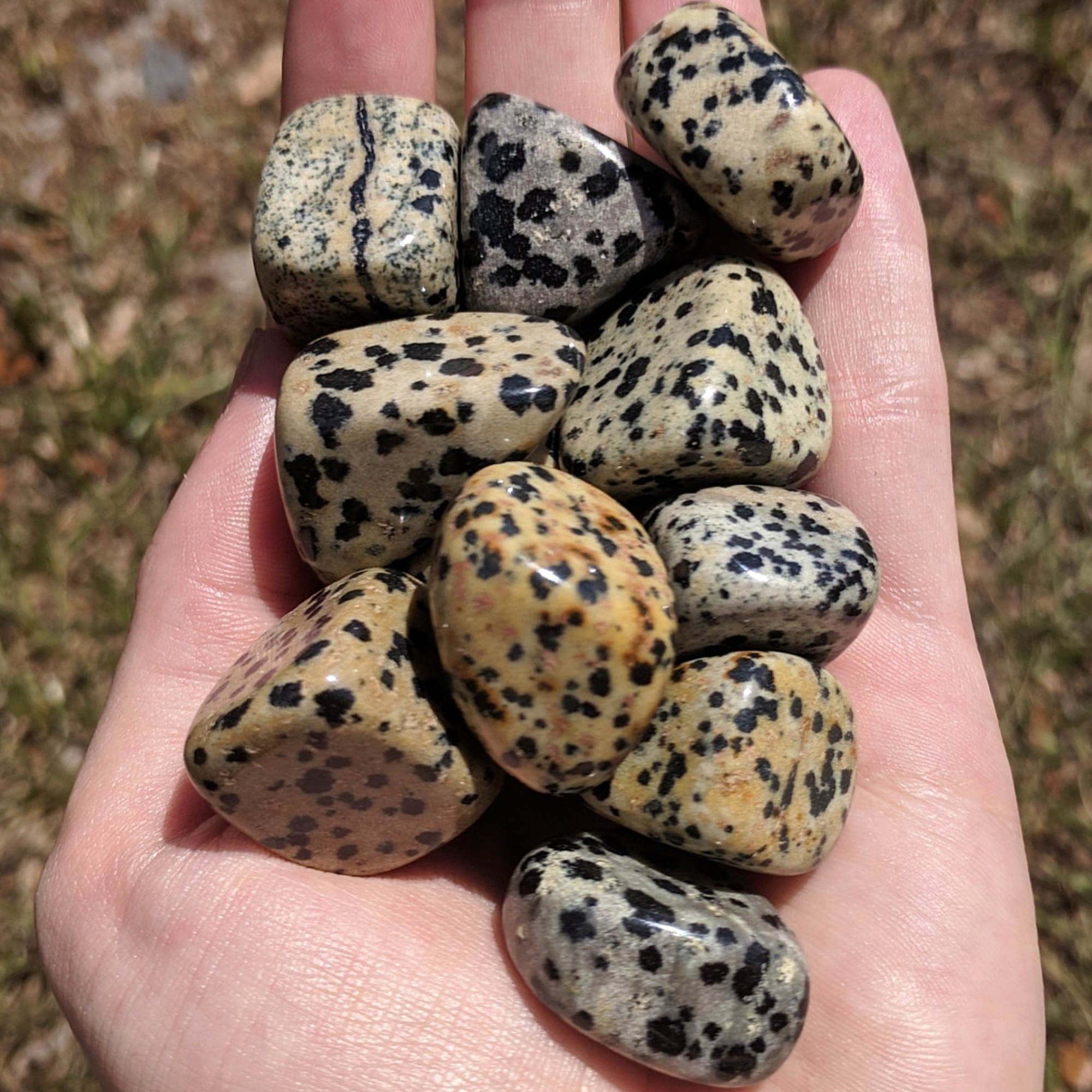 Dalmatian Jasper Crystal Natural Gemstone Tumbled Stone - 4