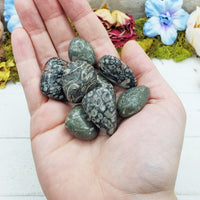 fossil stones in hand