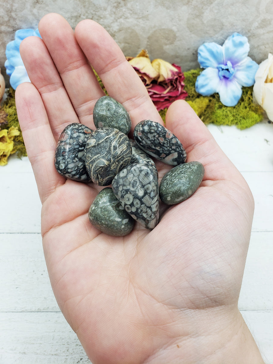 fossil stones in hand