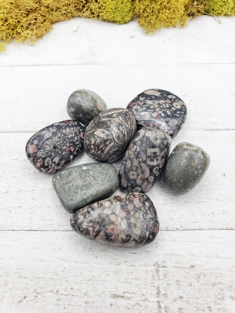 fossil stones on board