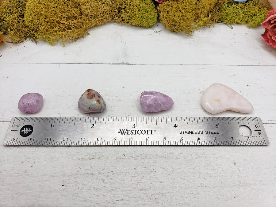 tumbled kunzite stone pieces by ruler for comparison
