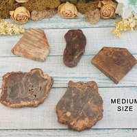Petrified Wood Natural Gemstone - Single Slice - Multiple Sizes