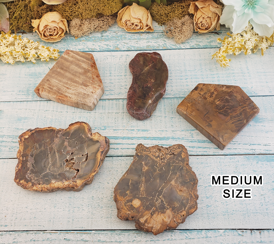 Petrified Wood Natural Gemstone - Single Slice - Multiple Sizes