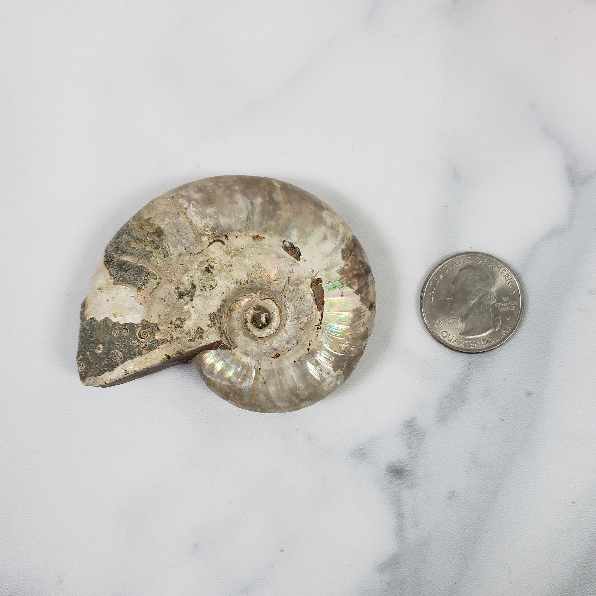 Unique Iridescent Ammonite Fossil Shell Natural Gemstone | Megumi - 5