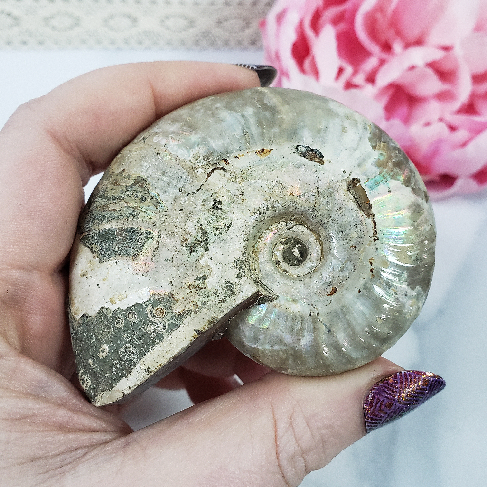 Unique Iridescent Ammonite Fossil Shell Natural Gemstone | Megumi