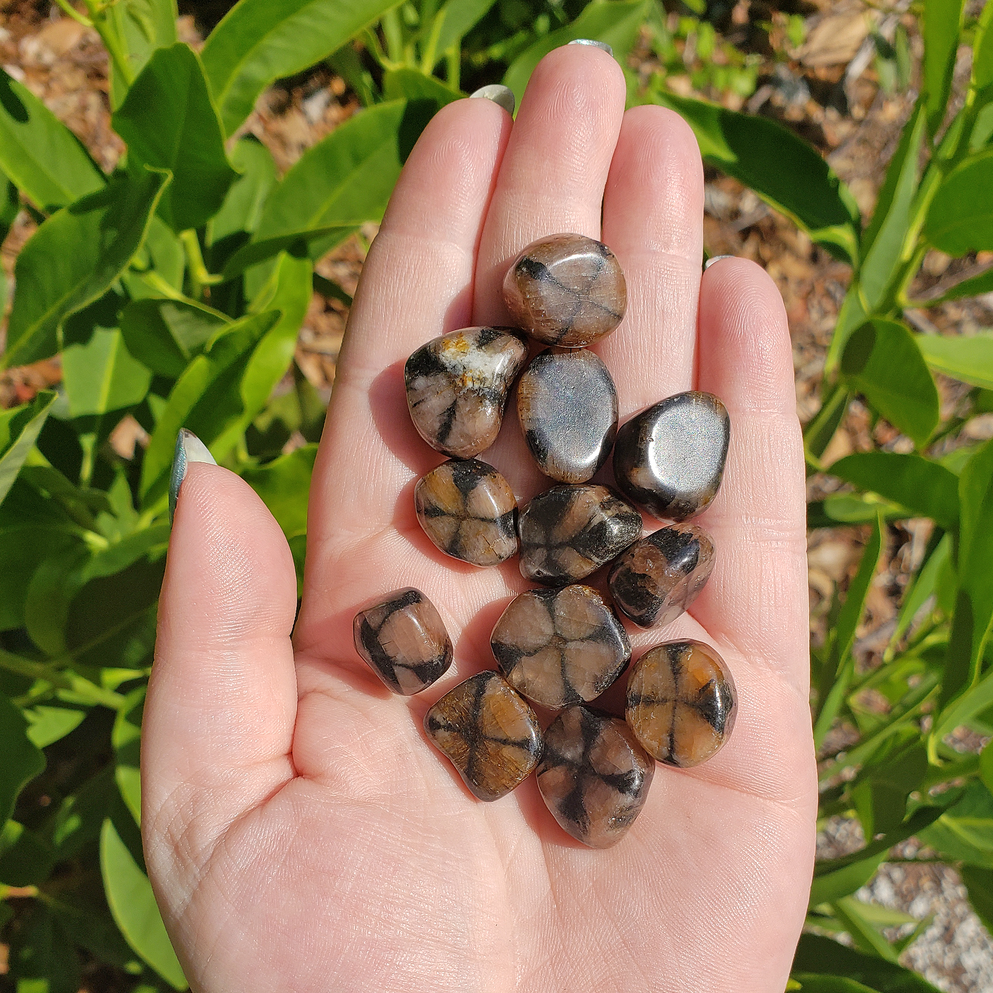 Chiastolite Andalusite Gemstone Natural Tumbled Stone | MINI - Chiastolites in the Sun