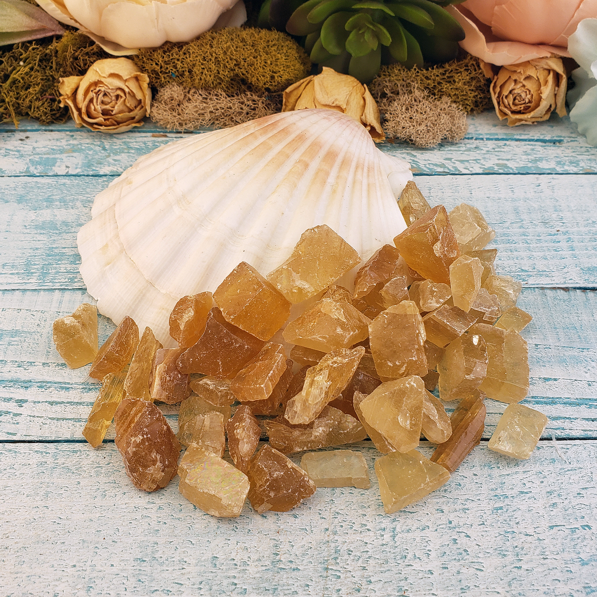 Honey Calcite Natural Raw Crystals Rough Gemstones - 3 Mini Stones - Next to Large Sea Shell