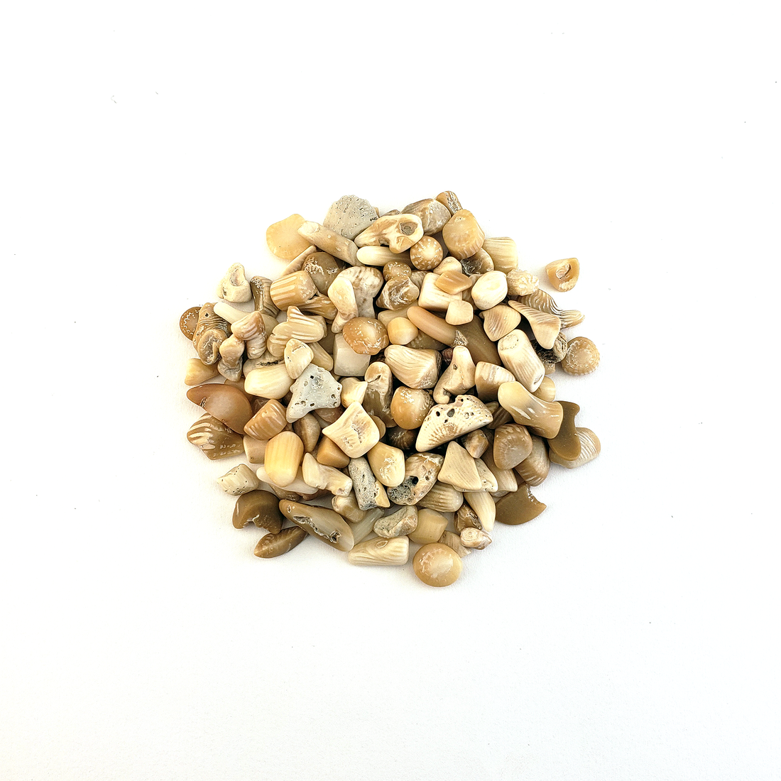 Natural Bamboo Coral Fossil Gemstone Chips By the Ounce
