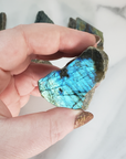 Flashy Labradorite Natural Crystal Rough Slice Slab - Multiple Sizes! - Blue Labradorite