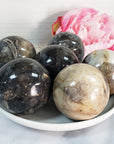 Palm Root Fossil Agatized Petrified Wood Natural Organic Gemstone Crystal Sphere Orb | 50mm - 55mm