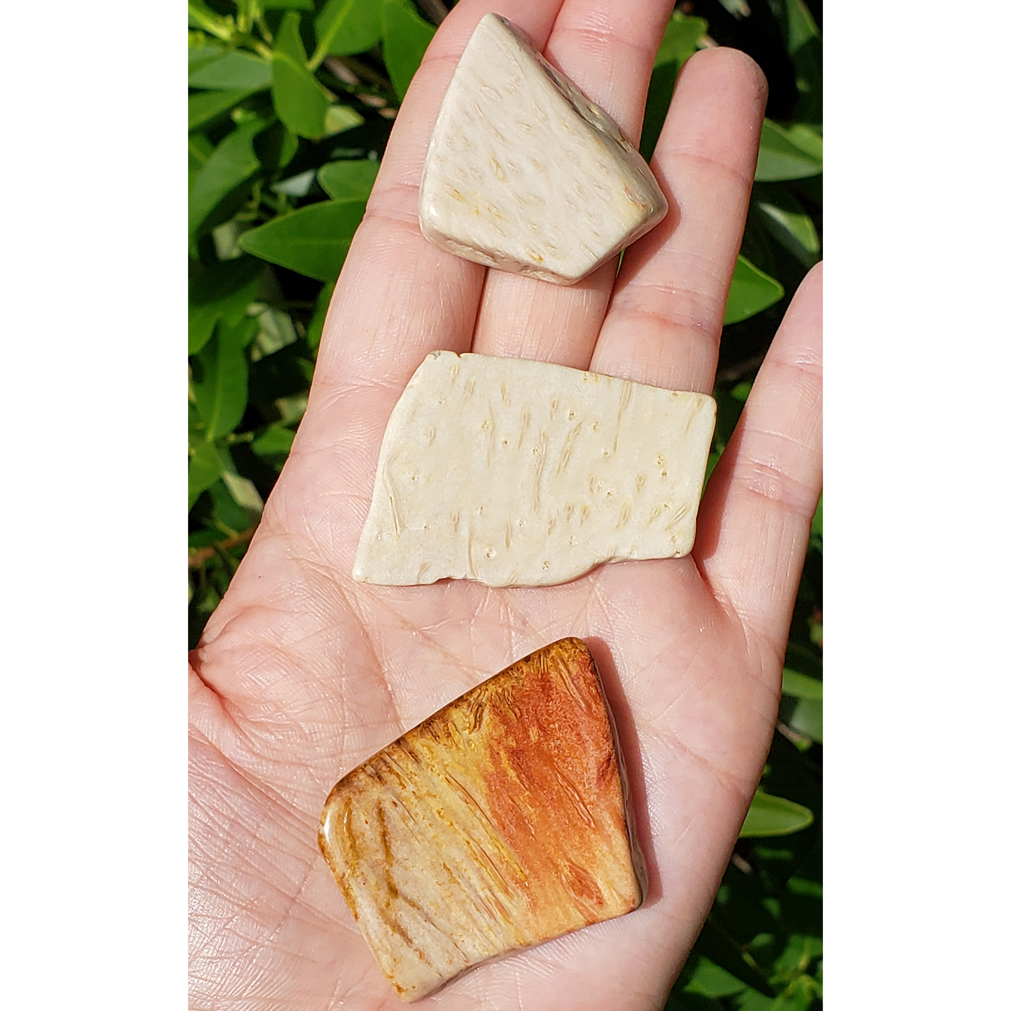 Palm Wood Fossil Slice Natural Petrified Wood Stone Slab | Multiple Sizes