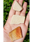 Palm Wood Fossil Slice Natural Petrified Wood Stone Slab | Multiple Sizes