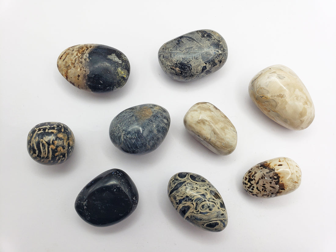 Palm Root Fossil stones on white background
