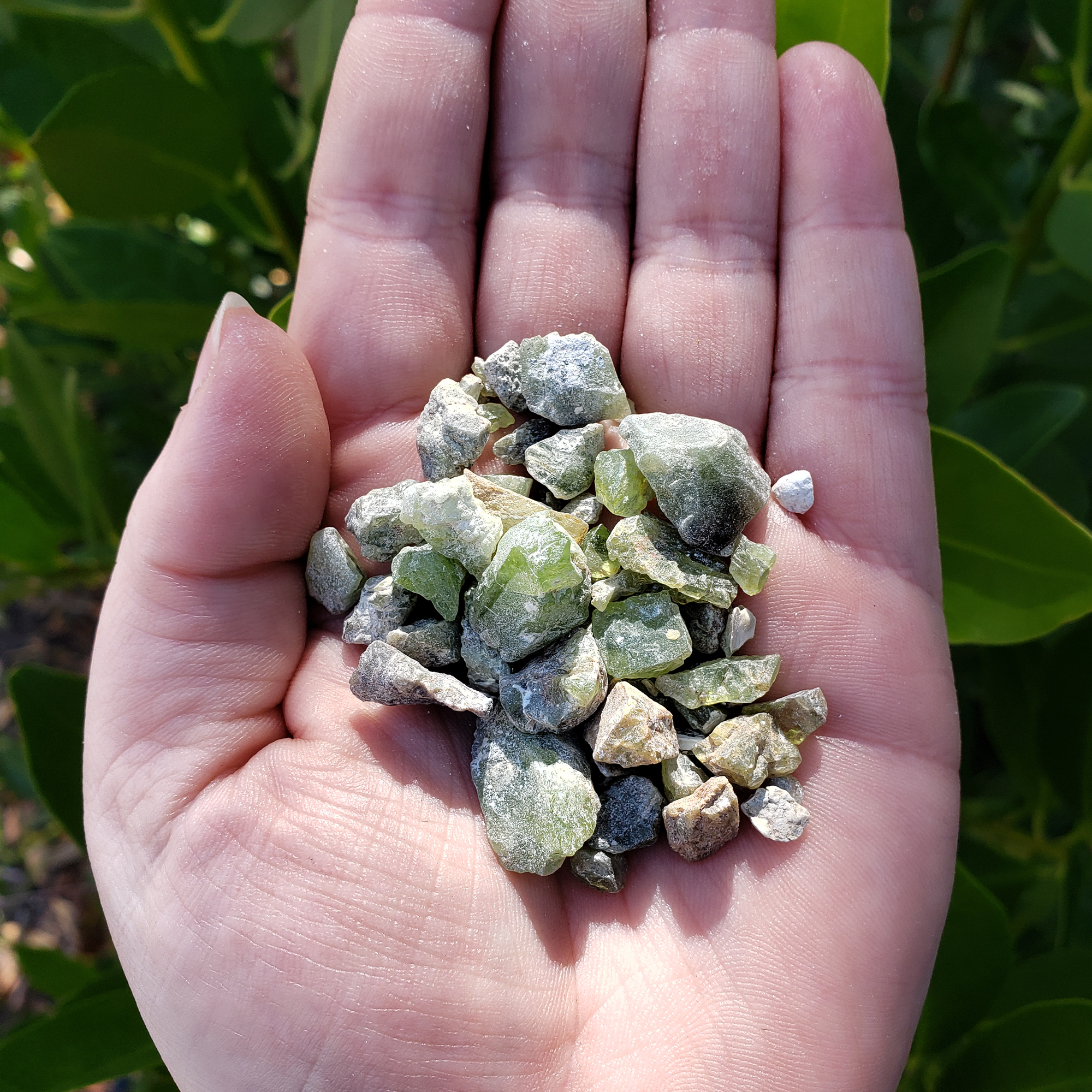 RAW Peridot Natural Rough Crystal Chips by the Ounce - 8