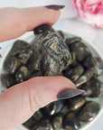 Fossilized Stromatolite Stone Natural Organic Gemstone Freeform Tumbled Stone | Multiple Sizes - 6