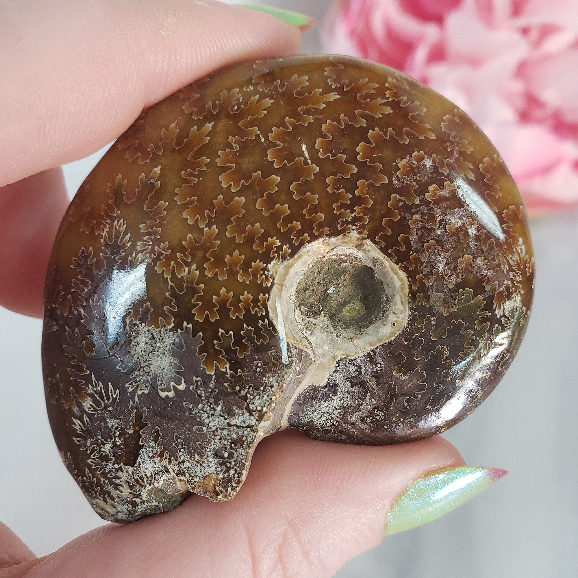 Unique Ammonite Fossil Shell Semi-Polished Natural Gemstone | Halo - 1