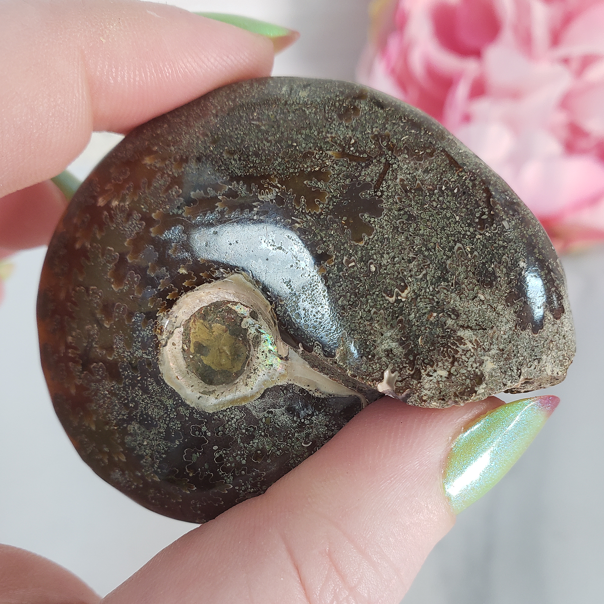 Unique Ammonite Fossil Shell Semi-Polished Natural Gemstone | Halo - 2