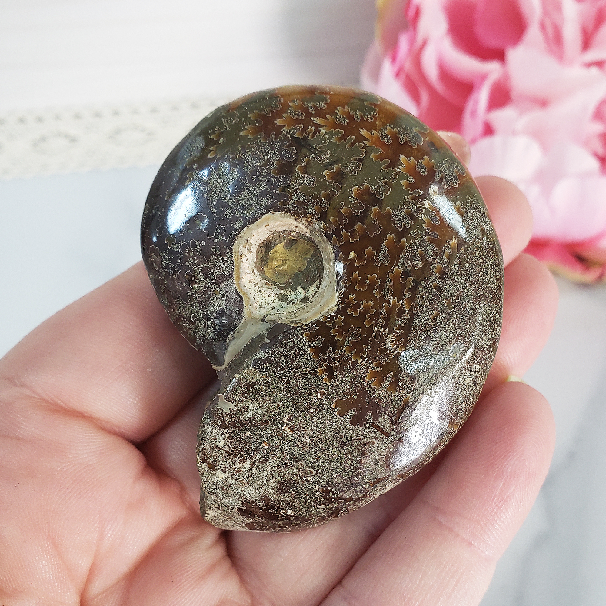 Unique Ammonite Fossil Shell Semi-Polished Natural Gemstone | Halo - 4