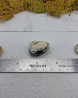 white opal stones on ruler for comparison
