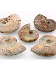 Iridescent Rainbow Ammonite Fossil Shell Natural Gemstone | Multiple Sizes!