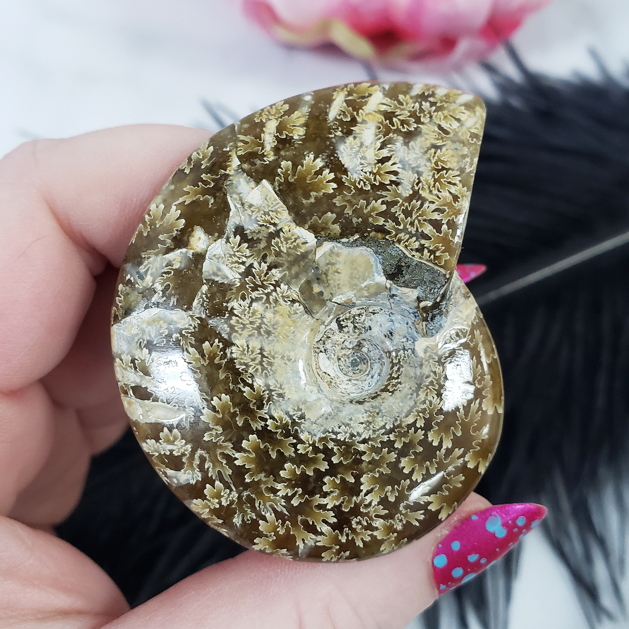 Unique Ammonite Fossil Shell Semi-Polished Natural Gemstone | Aura - 1