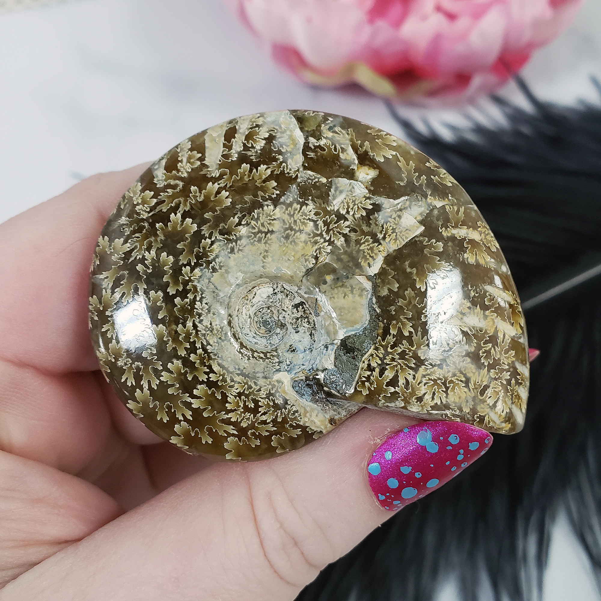 Unique Ammonite Fossil Shell Semi-Polished Natural Gemstone | Aura - 2